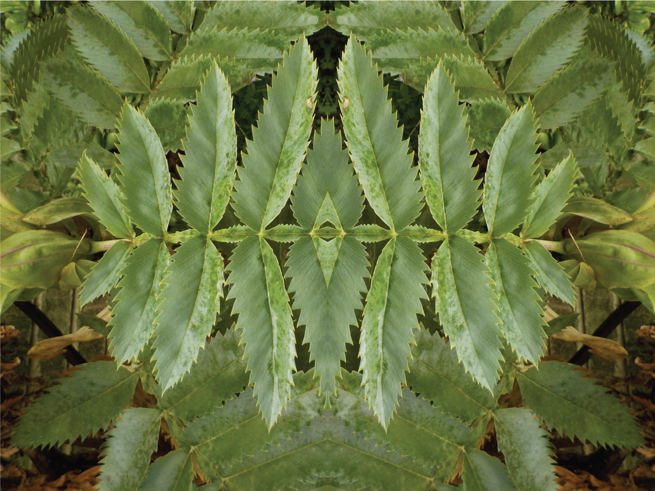 nature