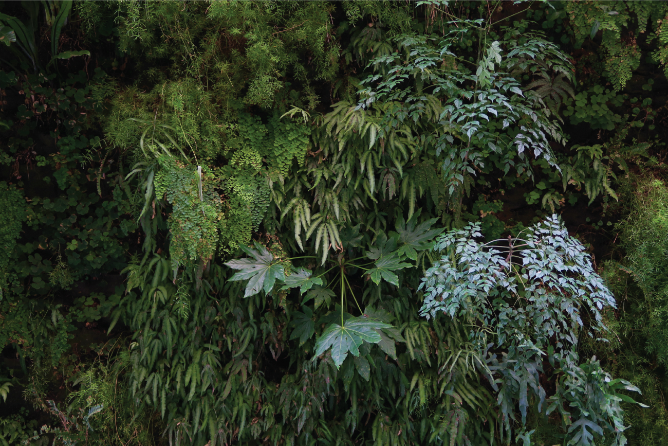 nature