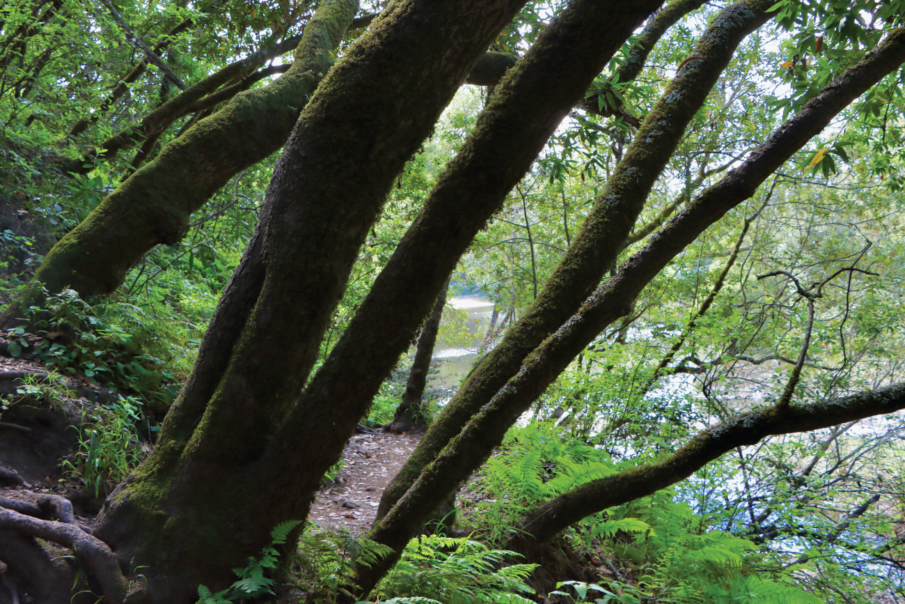 nature